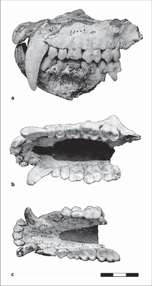 圖(一)副長吻猴(Paradolichopithecus)上下顎殘片化石。(圖片來源:Masanaru Takai, Yingqi Zhang, Takeshi D Nishimura ,採用 CC BY-NC-SA 4.0 授權。)