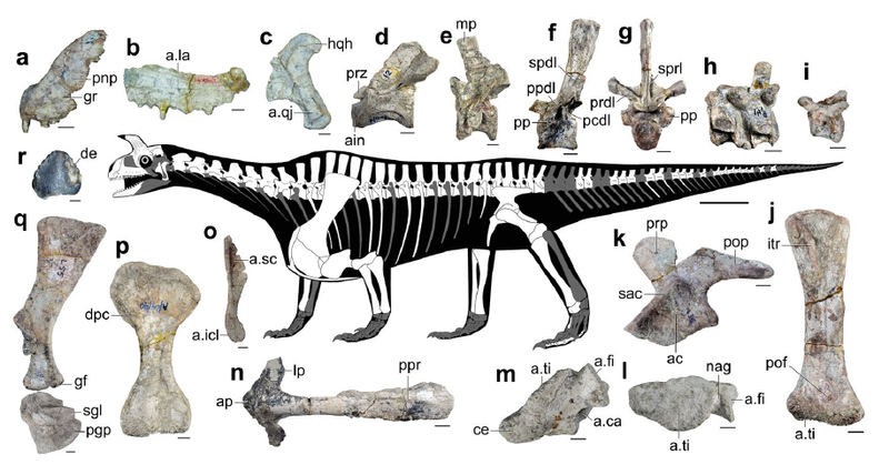 圖（二）印度犄龍出土化石與骨骼復原（圖片來源：Saradee Sengupta, Martín D. Ezcurra, Saswati Bandyopadhyay，採用 CC BY 4.0 授權）