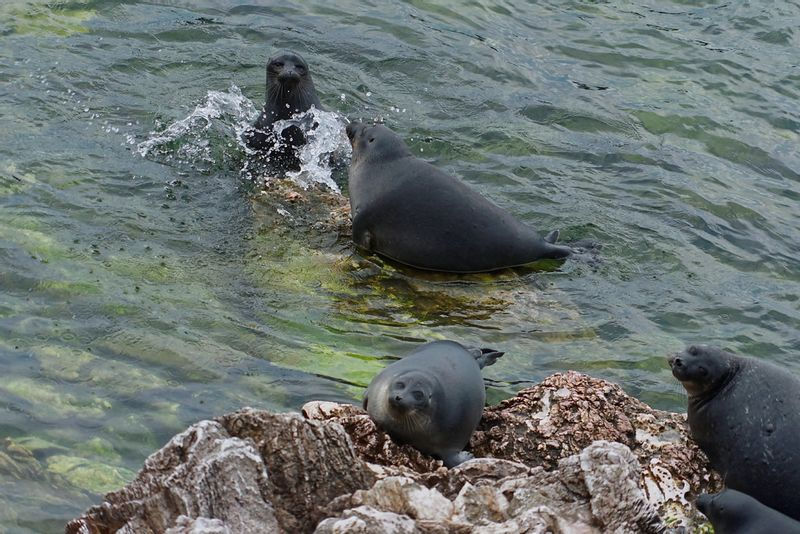 Figure 5. A Baikal seal driving away a companion（圖片來源：serg_ulixes，採用 CC BY 2.0 授權）
