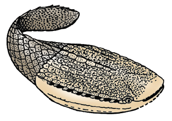 迫望星甲魚 （Astraspis desiderata）