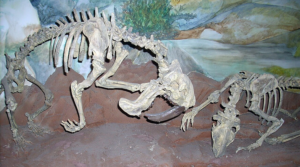 埃吉迪奧·費魯利奧古生物博物館(Museo Paleontológico Egidio Feruglio)中展示的袋劍虎骨骼,模擬他們可能的狩獵習慣。(圖片來源:Gastón Cuello,採用 CC BY 3.0 授權。)