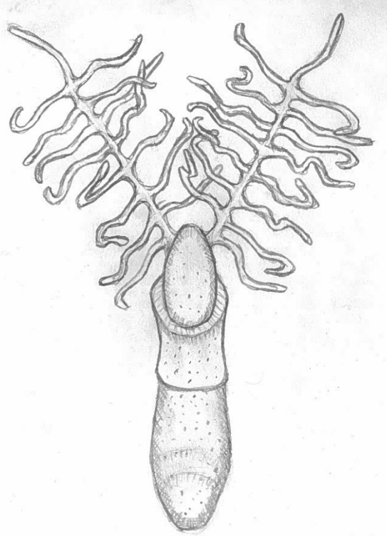 Figure 3. Scientific illustration of a Rhabdopleura larva(Image source:KihnGifers, CC BY-SA 4.0 )