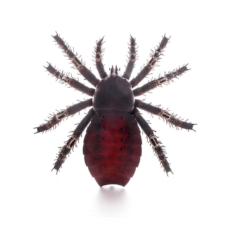 萊尼古魅鞭蛛(Palaeocharinus rhyniensis)復原模型。圖片來源:Matteo De Stefano/MUSE,採用 CC BY-SA 3.0 授權。