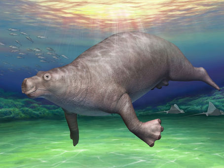 田畑古索齒獸(Paleoparadoxia tabatai)
