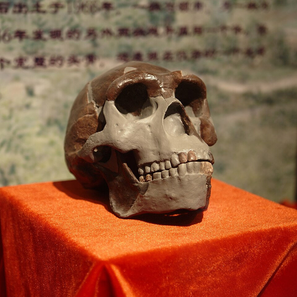 現藏於周口店遺址博物館的北京人頭骨複製品,正模化石已於八年抗戰中遺失。(圖片來源:Yan Li,採用 CC BY-SA 3.0 授權。)