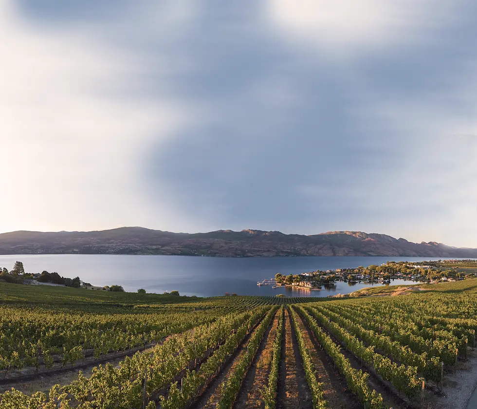 Eye-level view of a vineyard with rows of grapevines stretching toward a lake