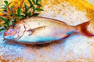 橘湾産 ゆうこう養殖魚