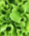 Baby Leaf Lettuce.jpg