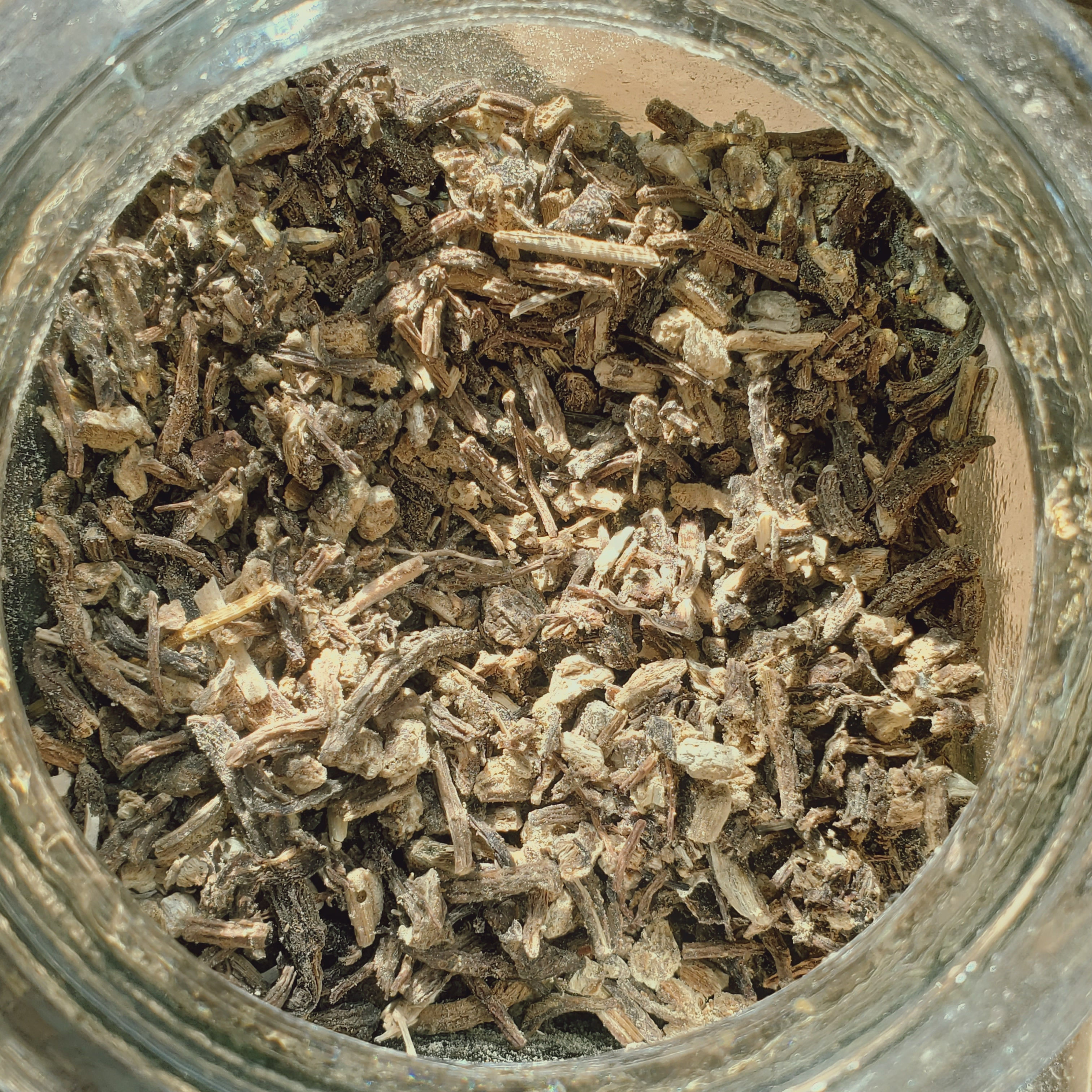 Angélique racine - Angelica archangelica