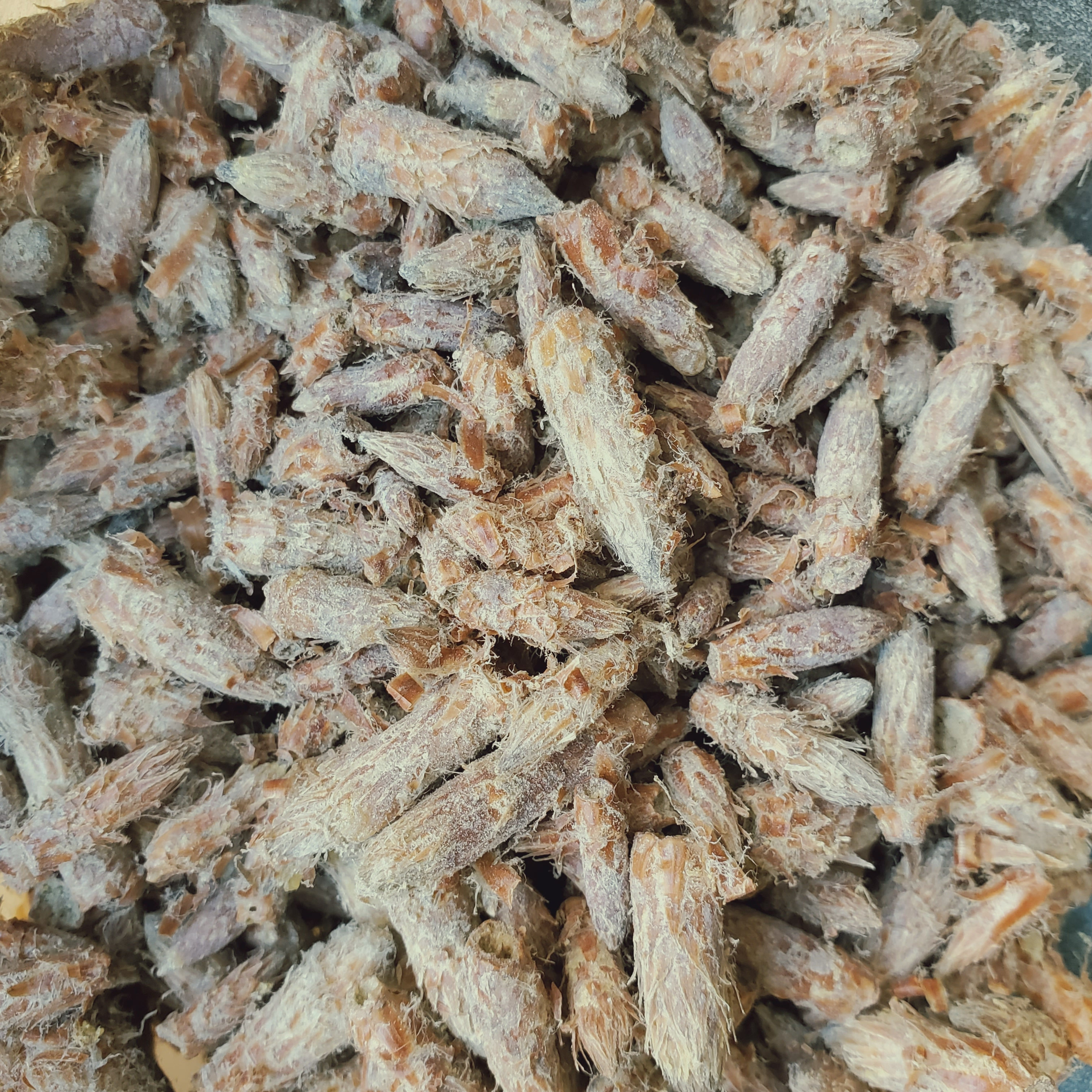 Bourgeon de Pin - Pinus sylvestris.