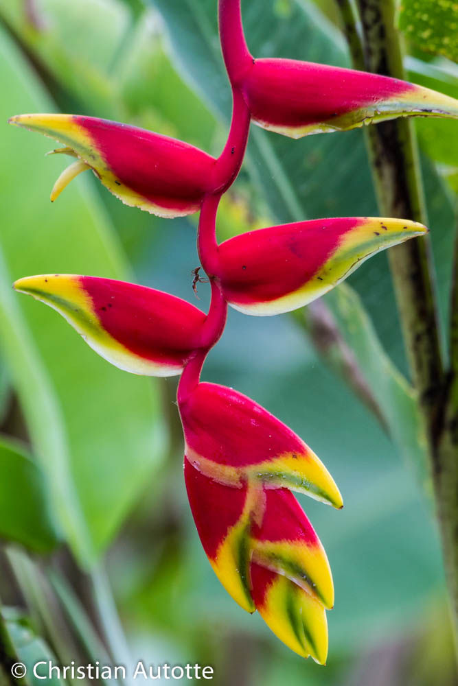Photo d'héliconias qui sont des fleurs tropicales