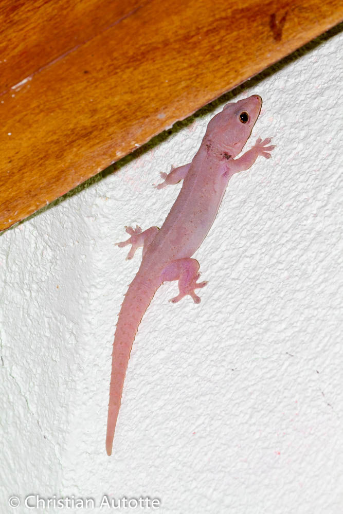 'un geckos dans les teintes rosées.