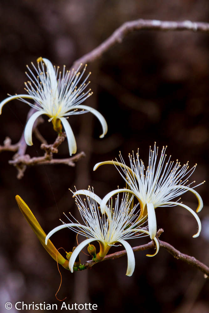 Photo de fleurs blanches.