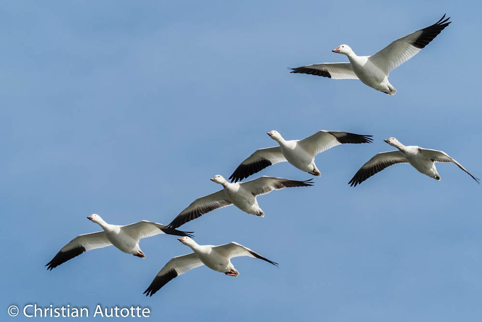 Photo d'oies blanches