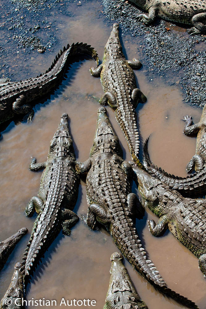 Photos de crocodiles.