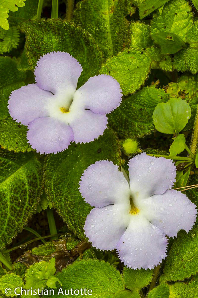 Photo de 2 fleurs violacées à 5 pétales.