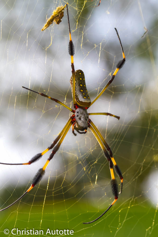 Photo d'une araignée jaune et noire.