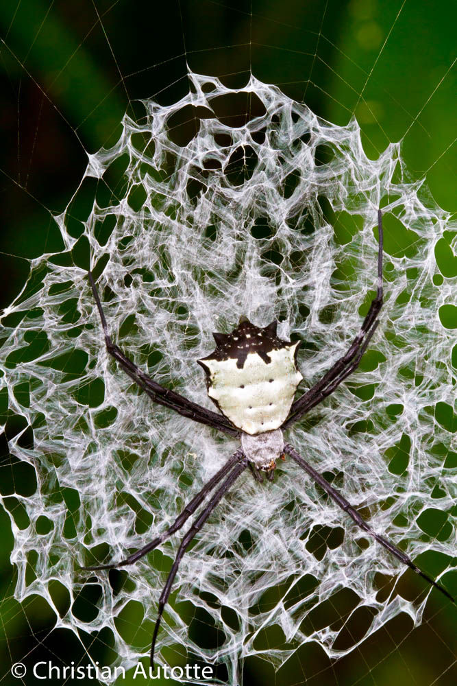 Photo d'une araignée noire blanche et maron.