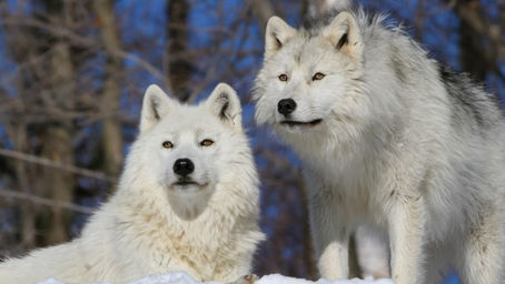 UNE VISITE AU PARC OMÉGA