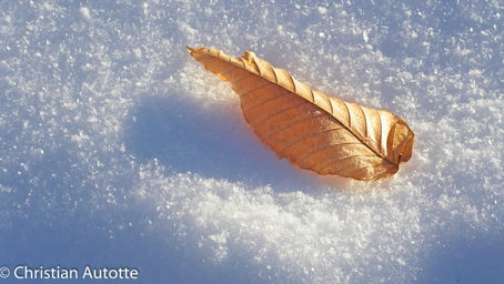 PHOTOGRAPHIER L'HIVER