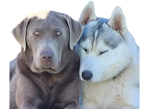 KN9NE Dogs