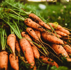 Chantenay Carrots