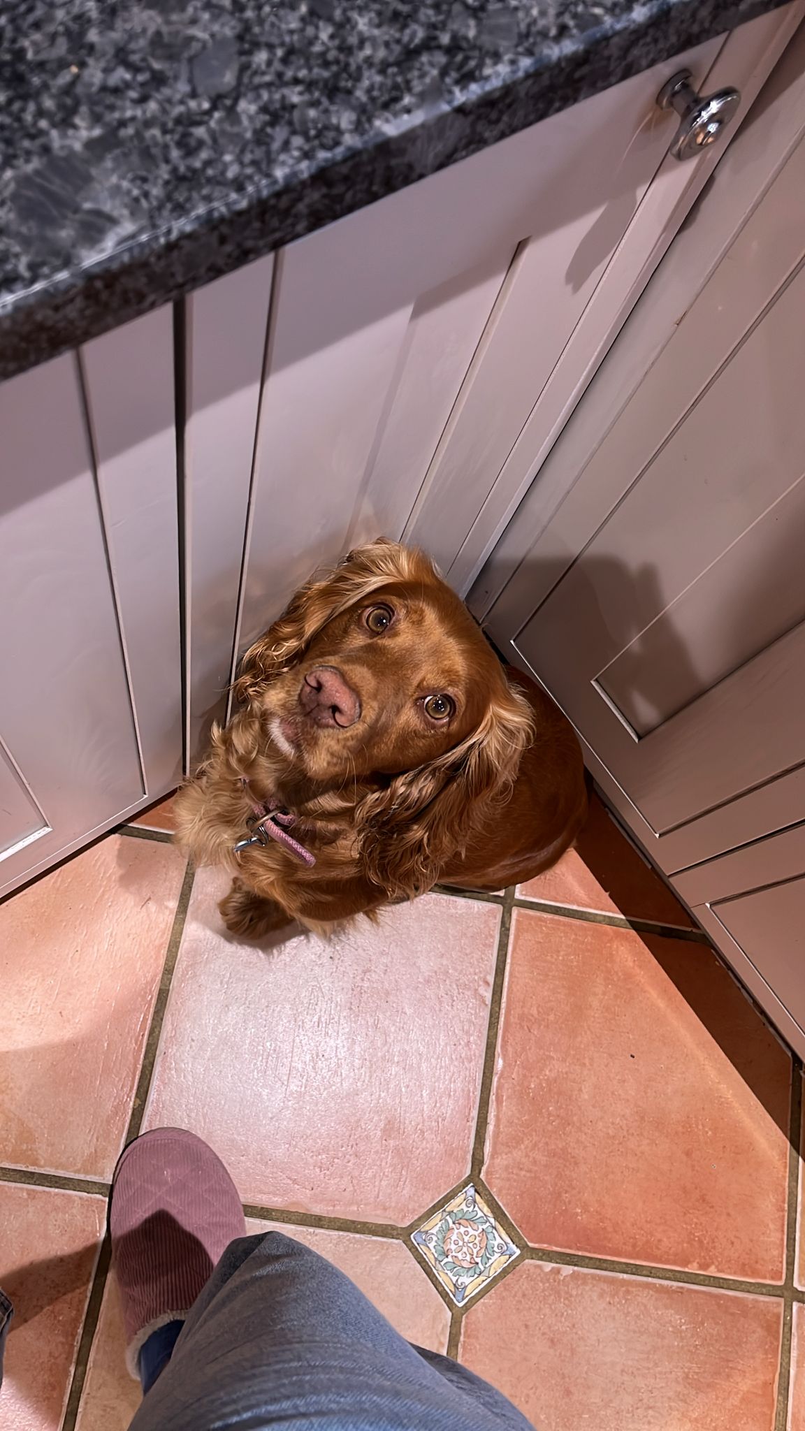 Portrait photo of a brown dog looking up on a tiled floor