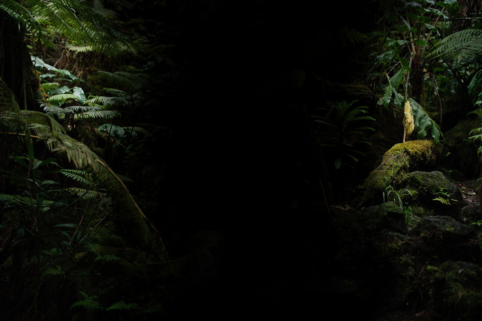 website backdrop.jpeg