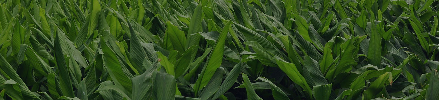 Empowering Farmers, Enriching Lives (11).jpg