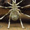Thumbnail: Navajo Sterling Silver Spider Tiger's Eye Body Pin