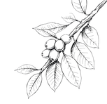 a drawing of a coffee branch with beans