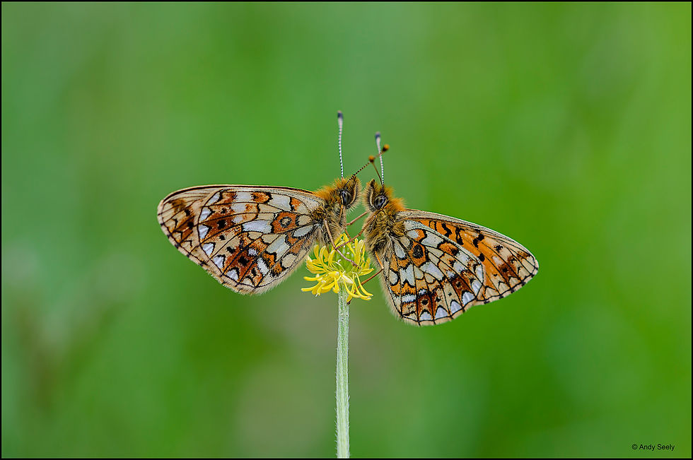 Small Pearl-bordered Fritillary