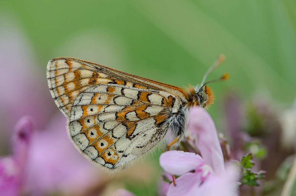 Marsh Fritillary - © Tim Melling