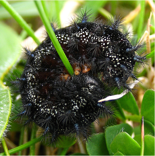 Marsh Fritillary - Larva - © Karen Nichols