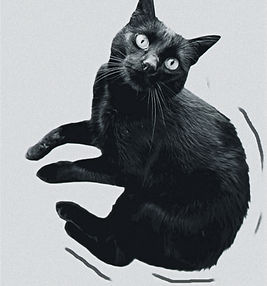 black-cat-looking-up-at-owner_edited_edi