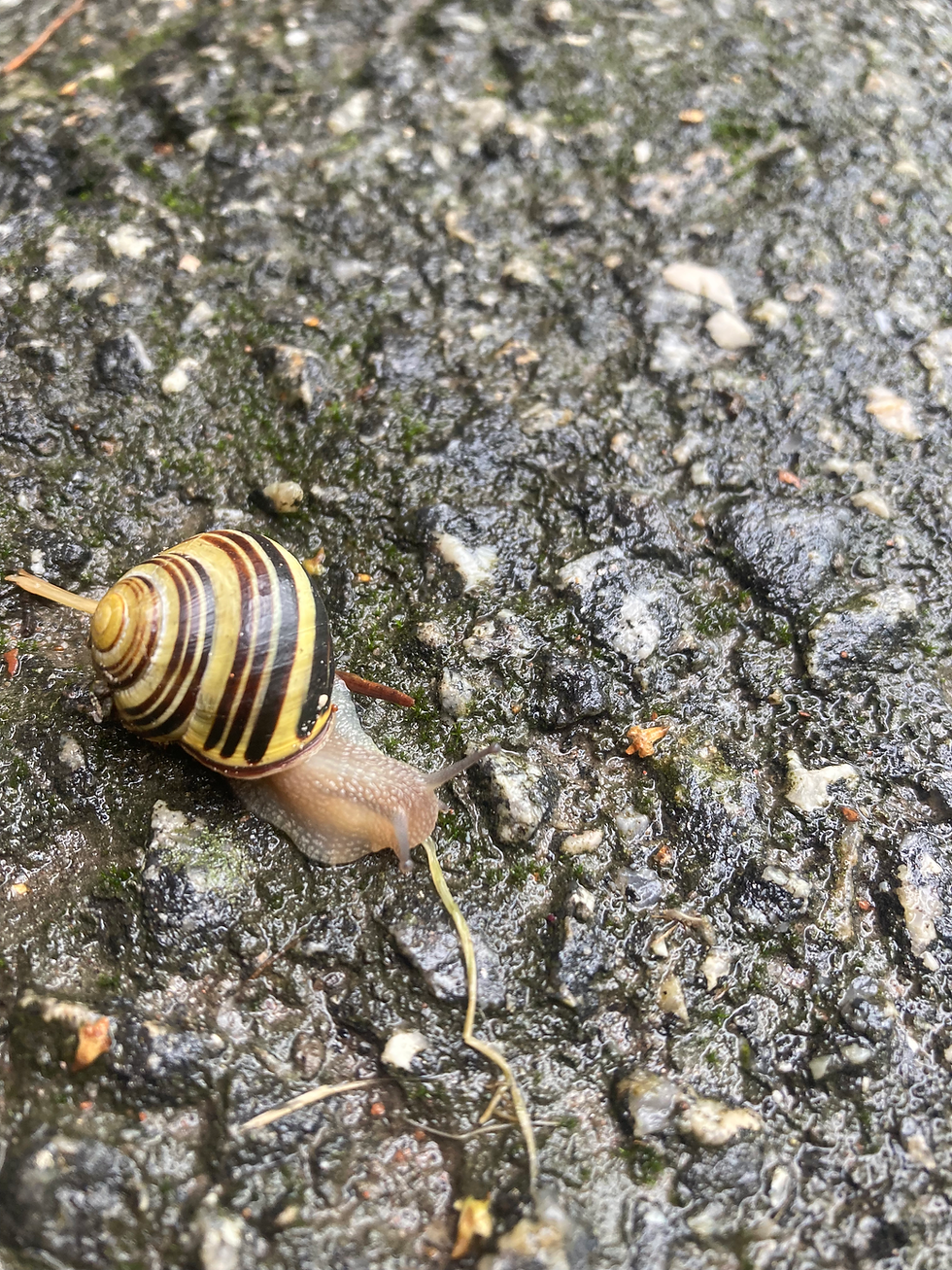 Why the Snail Holds the Secret of Life