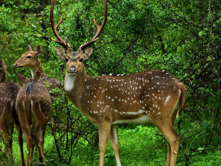 How Maui Deer Hunting Balances the EcoSystem