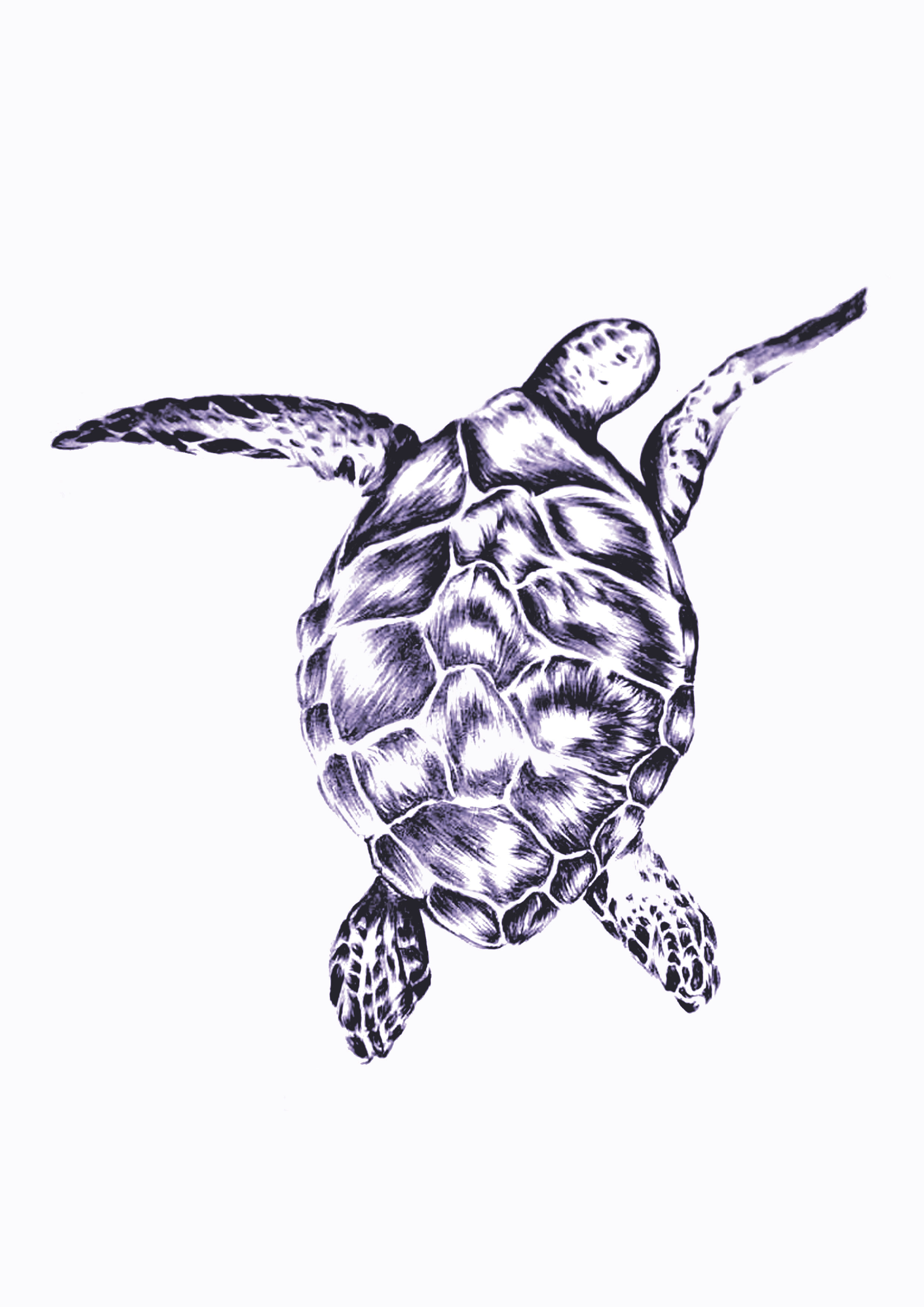 turtle navy