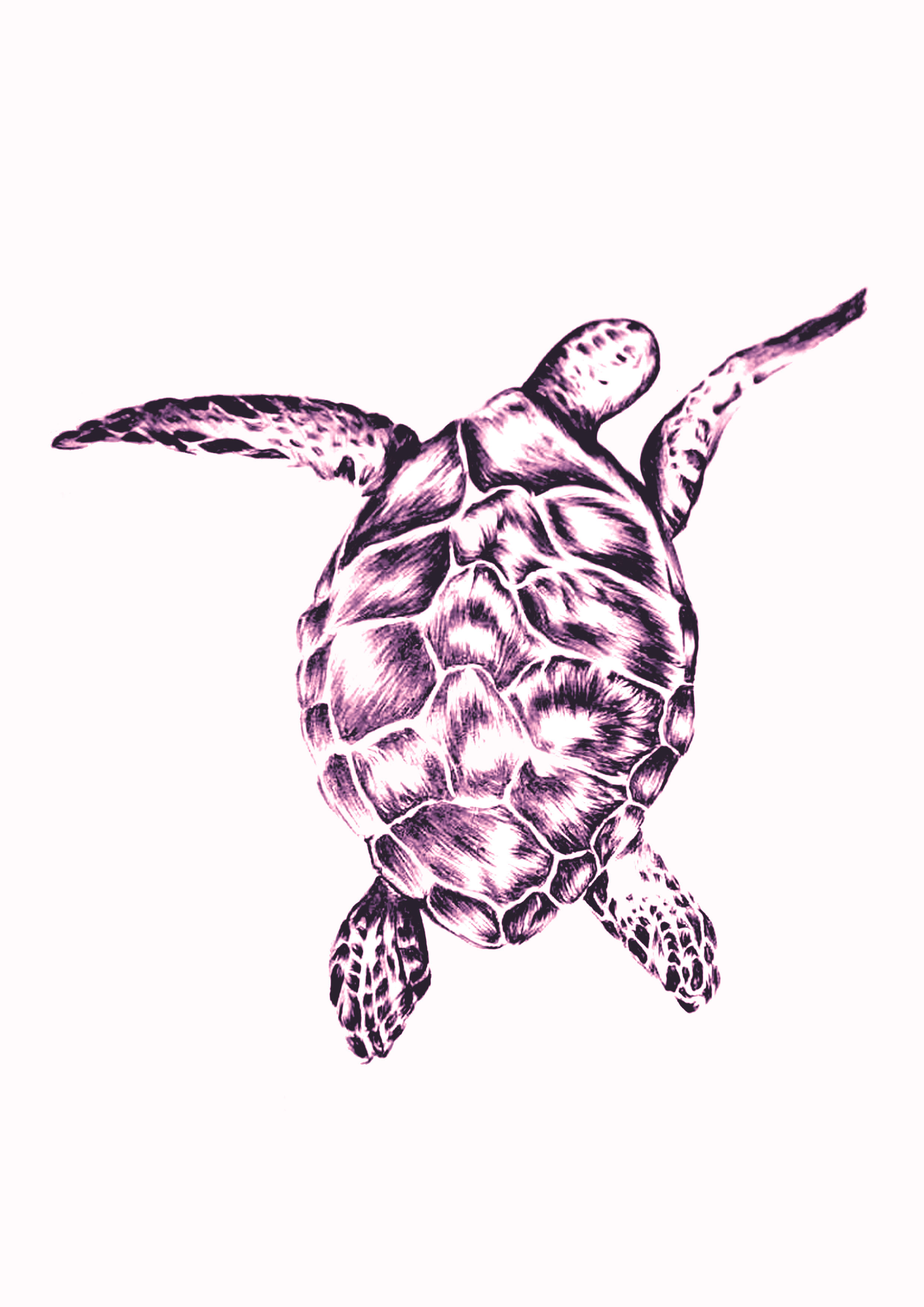 turtle pink