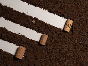 Amorim Cork Italia: Bilancio 2024 e Futuro Sostenibile nel Settore dei Tappi in Sughero