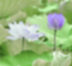 lotus+flowers.jpg