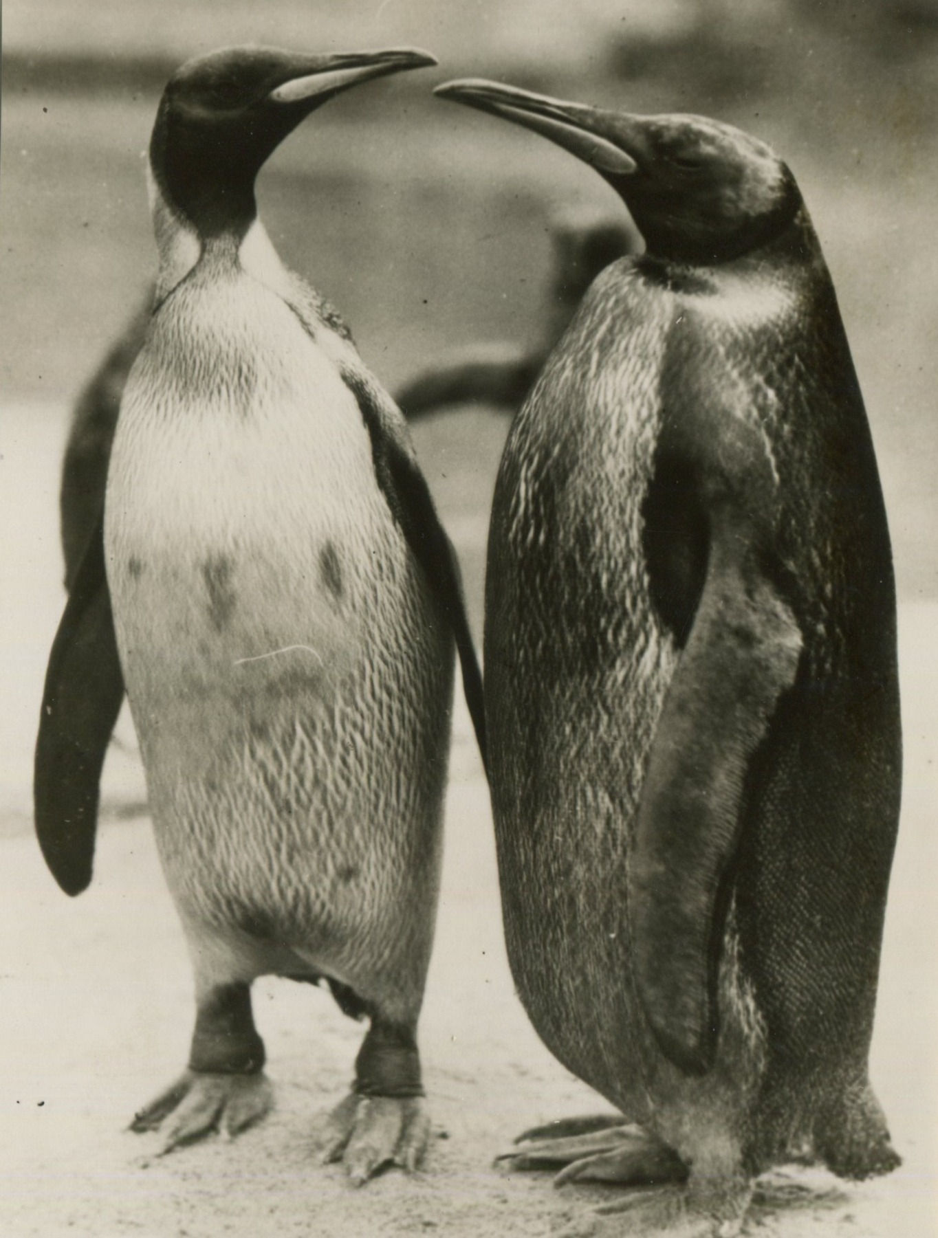 Penguins Vintage Photograph 1930'