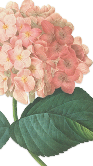Pink Blossoms Illustration _edited.png