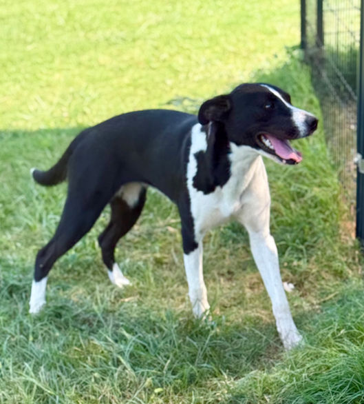 Ulyssa, a sanctuary nursing mom dog at EveryBuddy Rescue