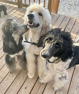 Happy sanctuary dogs at EveryBuddy Rescue