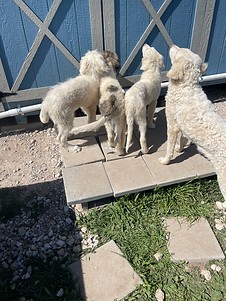 puppies getting fed at EveryBuddy Rescue in Central Texas