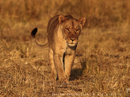 Meeting The Lions Of Zambezi National Park