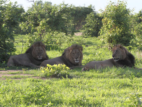 Daniel, Day and Lewis, the lion brothers
