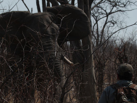 Bush Stories from Zimbabwe