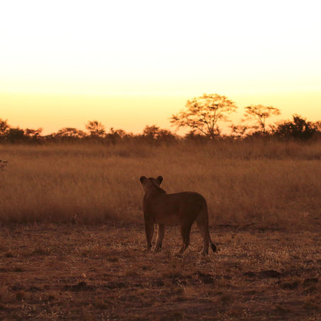 Walking with the Kings and Queens of Sinamatella, Hwange